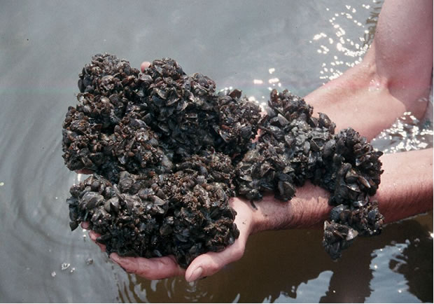 zebra mussels removal